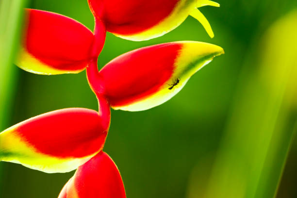 Lobster Claw Heliconia Flower on a green blurred background
