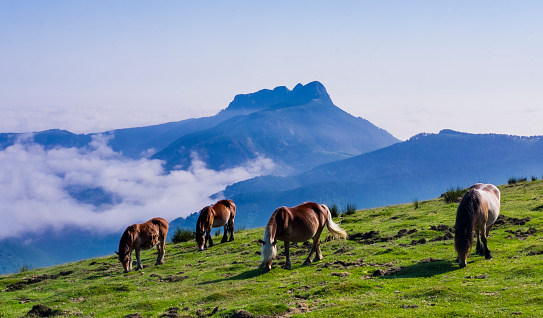 Horses and mountains in the natural park of Aiako Harria