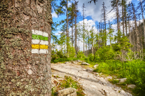 istock Close up of a hiking trail marking painted on tree. 700333824