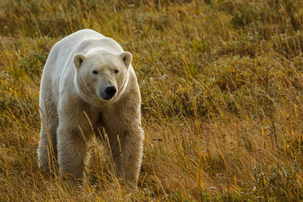 istock Polar bears in autumn colors 700339060
