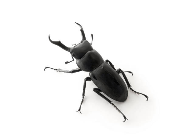 Stag beetle stock photo