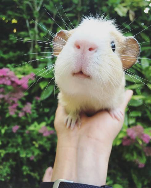 istock Cute baby guinea pig 700349892