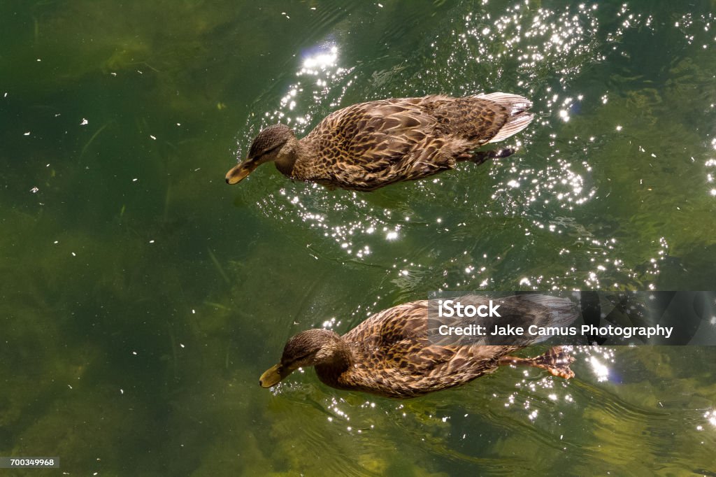 Two Small Ducks High-Angle shot of two small ducks swimming in a canal Animal Wildlife Stock Photo