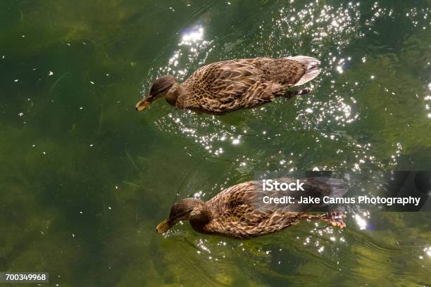 Two Small Ducks Stock Photo - Download Image Now - Animal Wildlife, Animals In The Wild, Canada