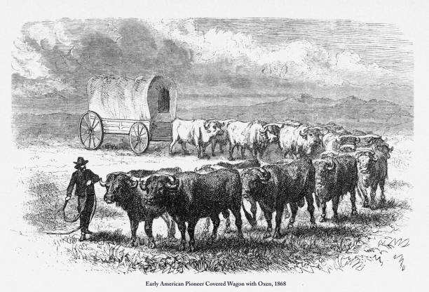 pioneer covered wagon with oxen, wczesnoamerykański wiktoriański grawerowanie, 1868 - santa fe trail stock illustrations
