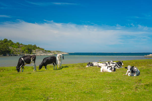 istock Black and white cows grazing by the sea 700350556