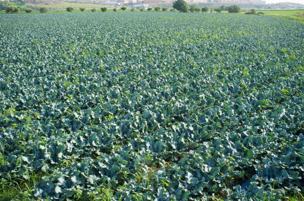 istock Cultivation of broccoli on summer close to Badajoz 700367150