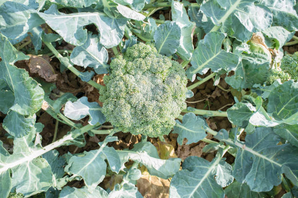 istock Mature broccoli plant, summer vatiety 700367164