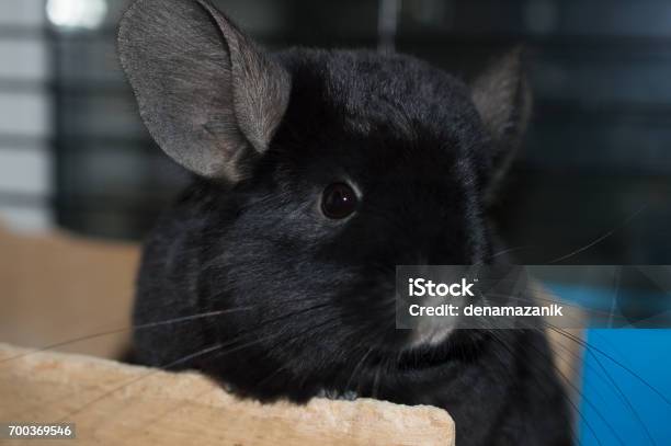 Black Chinchilla Species Homoebony Stock Photo - Download Image Now - Chinchilla - Rodent, Close-up, Cute