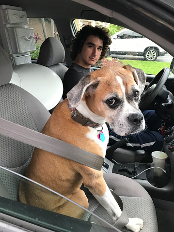 Young man sitting in car with dog in front seat