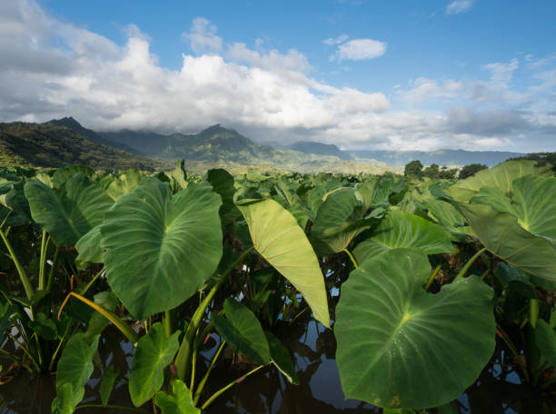 Taro plants in Hanalei Valley in Kauai Hanalei Valley on island of Kauai with focus on Taro plants and mountains in background near Hanalei, Kauai, Hawaii, United States of America taro leaf stock pictures, royalty-free photos & images