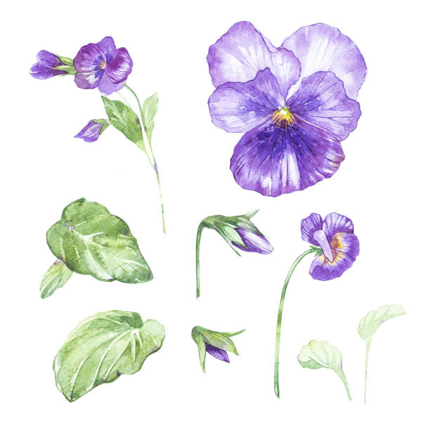 Set of hand drawn watercolor botanical illustration of Pansy. Element for design of invitations, movie posters, fabrics and other objects. Isolated on white. Set of hand drawn watercolor botanical illustration of Pansy. Element for design of invitations, movie posters, fabrics and other objects. Isolated on white pansy stock illustrations