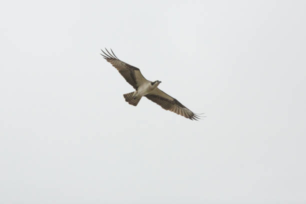 istock Osprey flying in a cloudy sky in Orlando Wetlands Park. 700405006