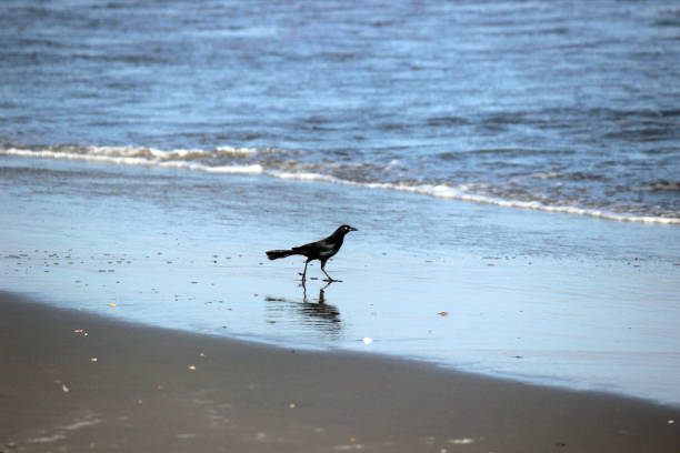 istock Boat-tailed Grackle bird Hunts in the Ocean Surf 700427626