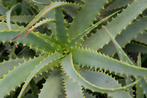 istock Aloe vera green plant closeup 700428106