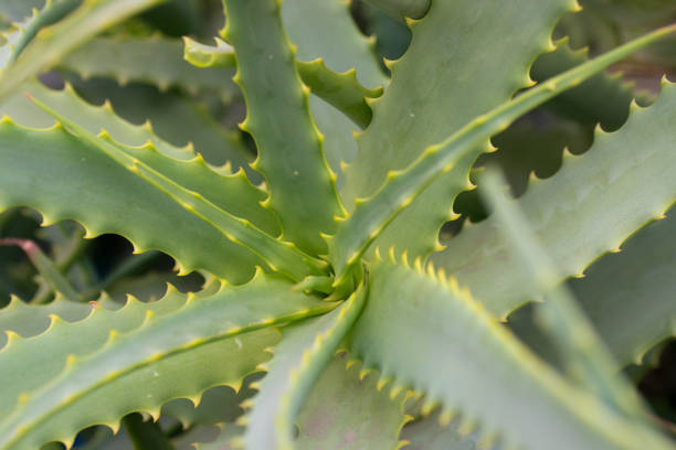 istock Aloe vera green plant closeup 700432272