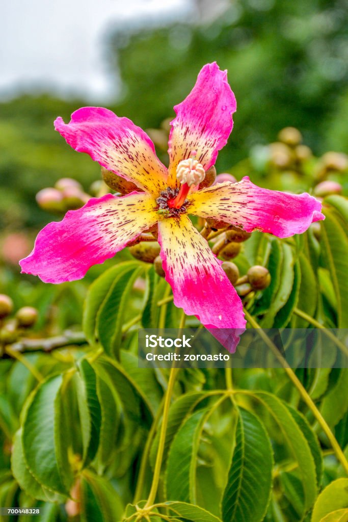 Silk Floss flowering Tree in Argentina, Buenos Aires View of Pink and yellow Silk Floss flowering Tree in Argentina, Buenos Aires Argentina Stock Photo