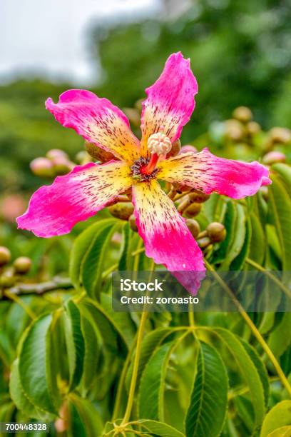 Silk Floss Flowering Tree In Argentina Buenos Aires Stock Photo - Download Image Now