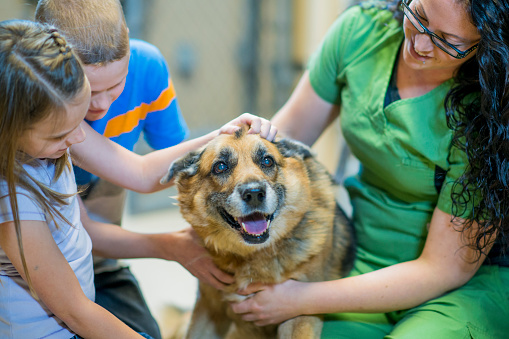 A Caucasian brother and sister, and a veterinarian, are indoors at an animal shelter. The siblings are wearing casual clothing and the vet is wearing work clothing. They are all petting a cute dog.