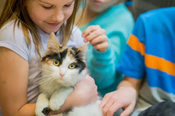 A multi-ethnic group of children are indoors at an animal shelter. The kids are wearing casual clothing. They are all petting a cute cat. The cat is looking at the camera.
