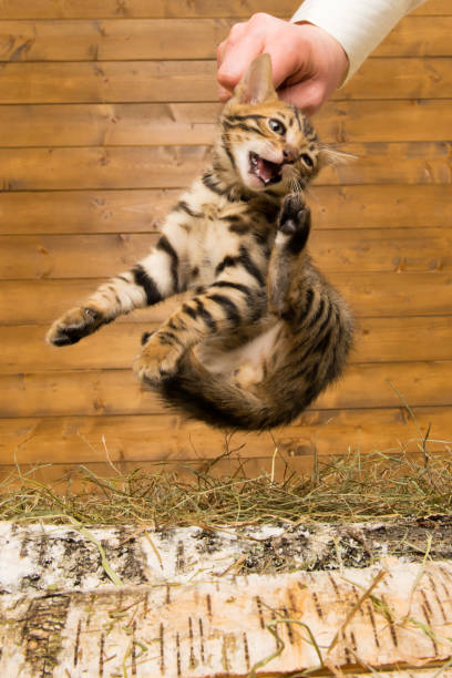 istock He does not like the kitten, he is taken from his place 700450888