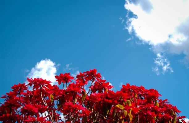 istock Red flowers against blue sky 700451774