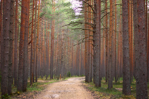 istock Path in the pine forest, stretching into the distance, even trunks of pine trees on both sides 700470808