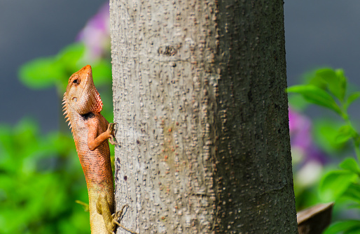 Thailand Red Chameleon On The Tree Indicator Good Environment In Nature  Animal Background Stock Photo - Download Image Now - iStock