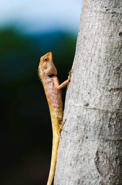 istock Thailand red chameleon on the tree. Indicator good environment in nature. animal background. 700484600