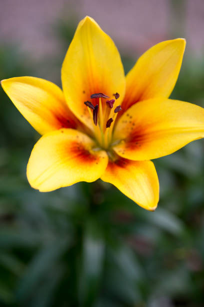 istock Grand Cru Lilium 700491958