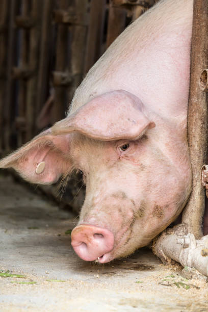 istock Pig in the countryside farm 700500408