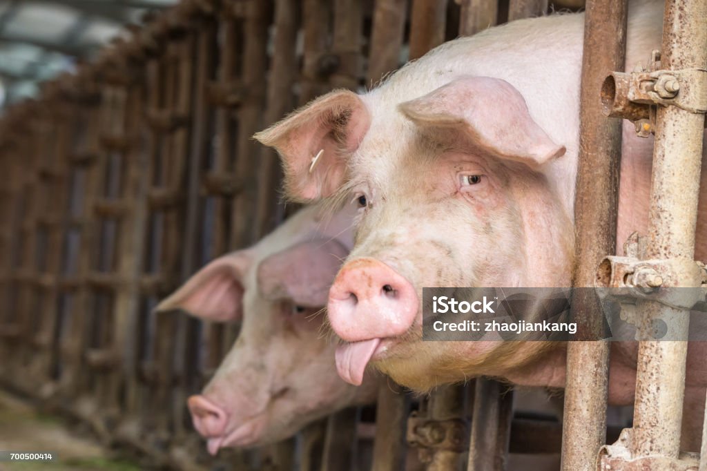 Pig in the countryside farm Fat pig in the countryside farm China - East Asia Stock Photo