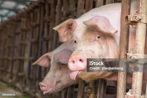 Pig In The Countryside Farm Stock Photo - Download Image Now - China - East Asia, Dirty, Livestock