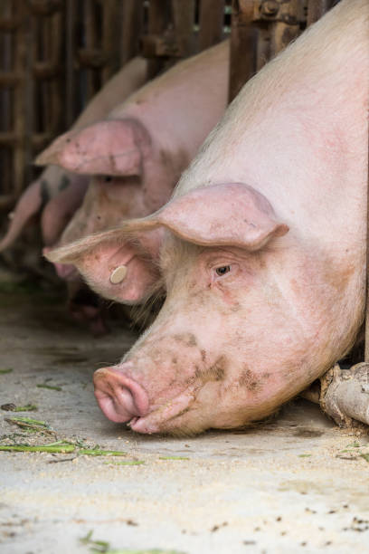 istock Pig in the countryside farm 700500598