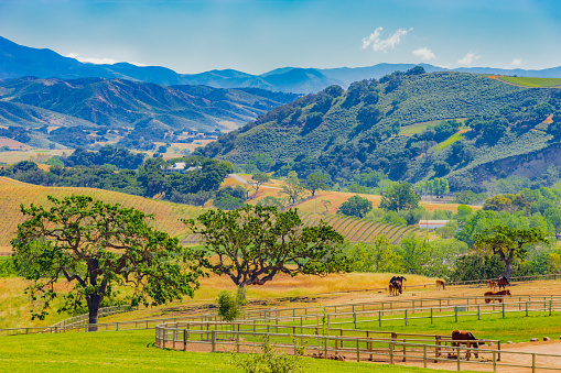 Santa Barbara vineyard, wine country, looking over, mountains, Santa Ynez valley, Santa Ynez vineyard, rolling hills, horse ranch, Santa Ynez mountains
