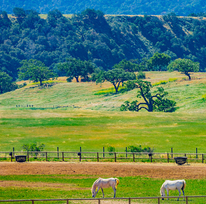 Santa Barbara meadow,  looking over, mountains, Santa Ynez valley, Santa Ynez,  rolling hills, horse ranch, Santa Ynez mountains, two horses, horse pasture, grazing horses, white horses, Santa Ynez ranch