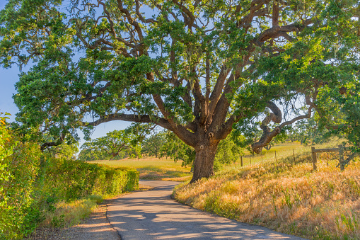 driving under, Big oak tree, branches over road,  Santa Ynez valley, Santa Ynez vineyard, rolling hills, going through, road through,  Santa Ynez mountains, oaks in pastures, overhanging branches