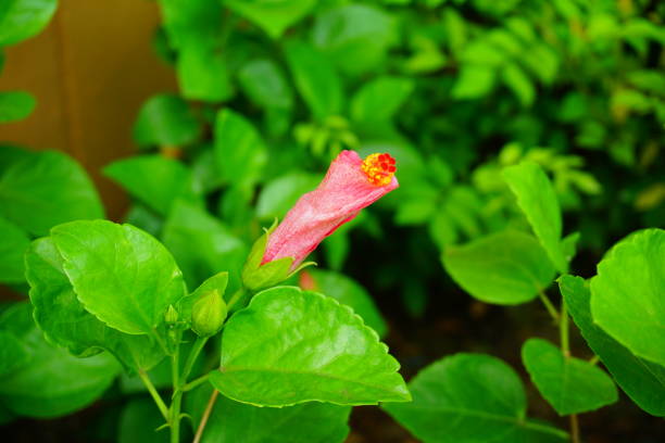 istock Vivid pink hibicus is blooming 700513016