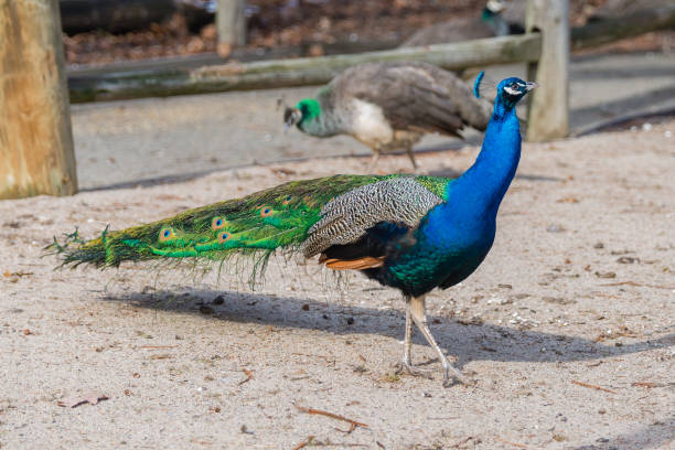 istock Life of a Peacock 700518682