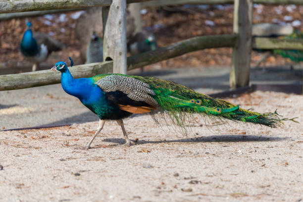 istock Life of a Peacock 700518688