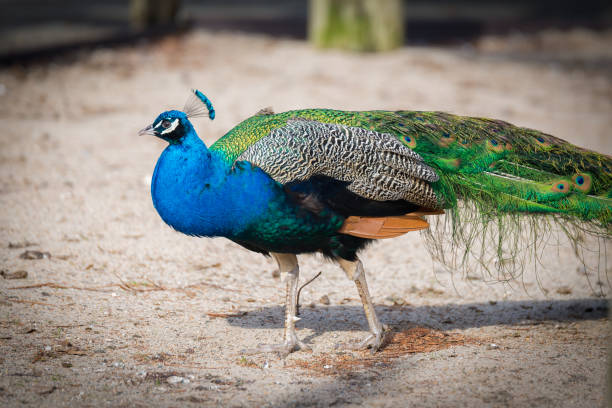 istock Life of a Peacock 700518690