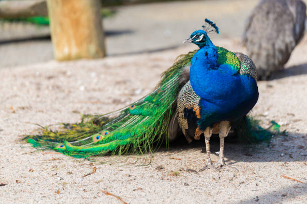 istock Life of a Peacock 700518698