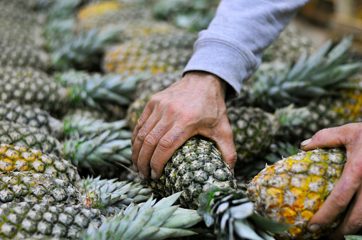 Pineapples on the Greengrocer counter