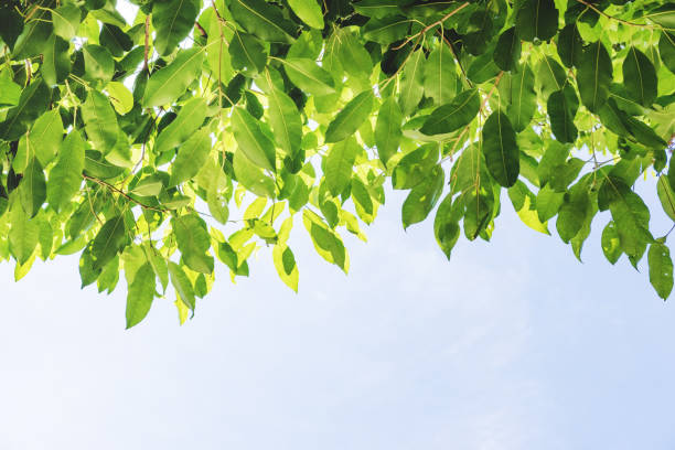 istock Green leaves and blue sky background 700531456