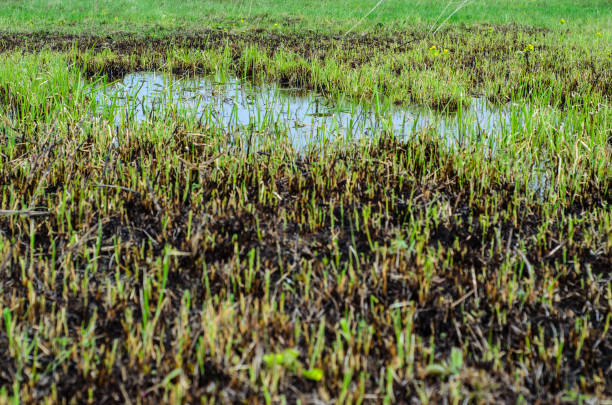 istock Young reed in Dnieper marshes 700540604