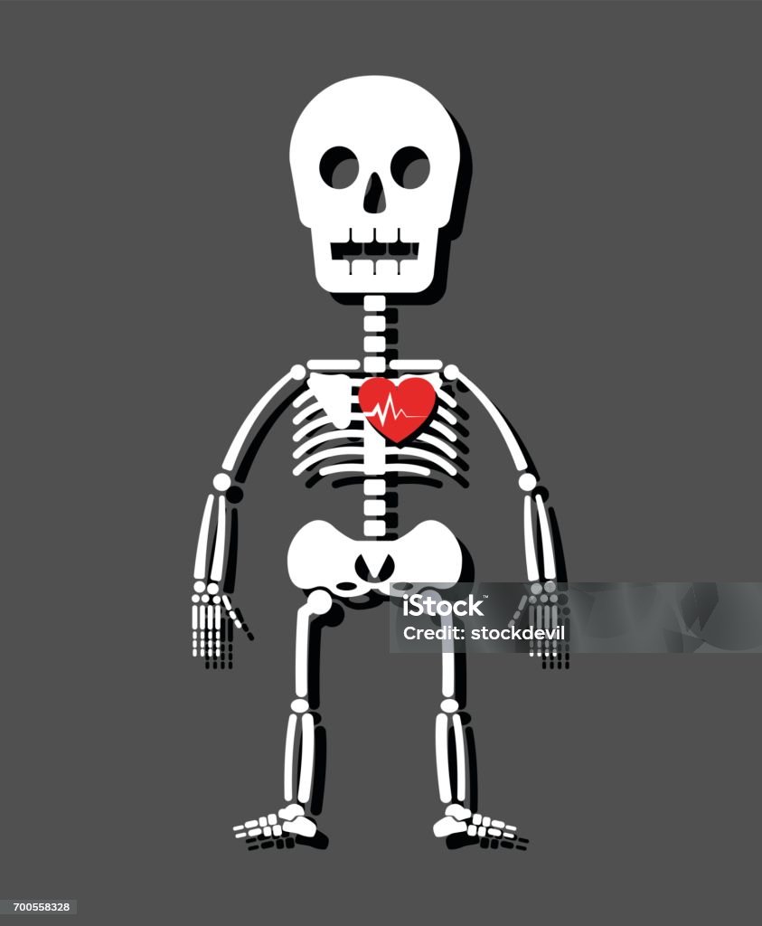 Bộ Xương Và Trái Tim Con Người Phong Cách Hoạt Hình Hình minh họa ...