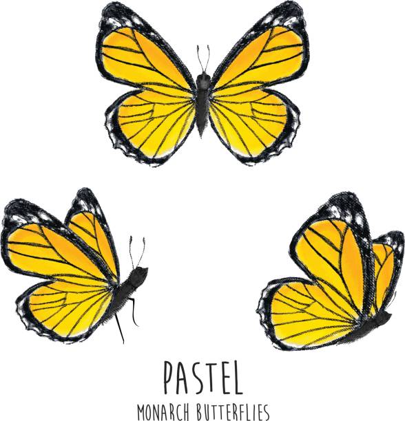 파스텔 바둑 나비 - yellow butterfly stock illustrations