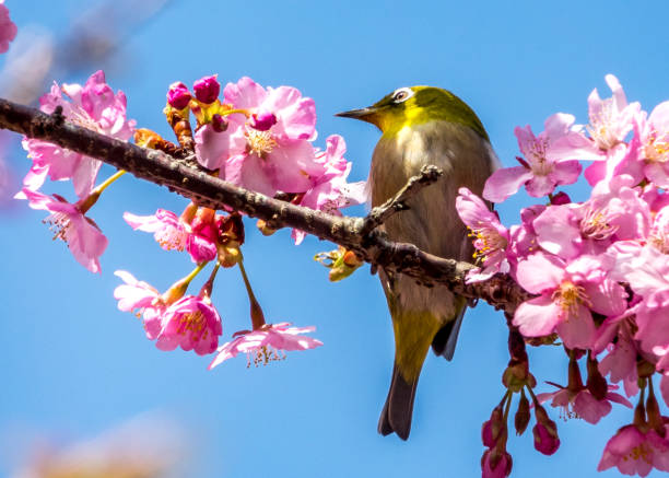 istock The Silvereye or Zosterops lateralis 700565978