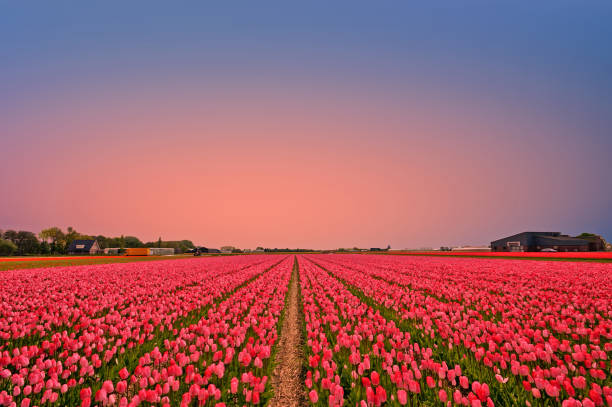 istock Tulip fields in the countryside from the Netherlands in spring at sunset 700566132