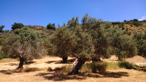 istock Olive trees growing in spring on the island of Crete 700578622